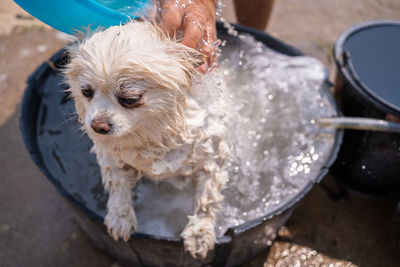 High angle view of wet dog