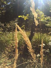 Close-up of tree trunk in forest