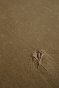 High angle view of leave on sand