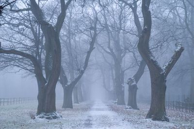 Trees in forest during winter