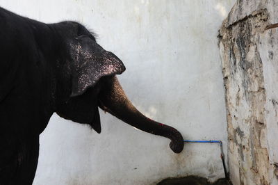 Close-up of a horse against wall