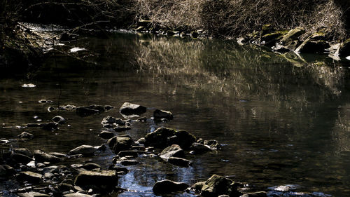 High angle view of ducks swimming in lake