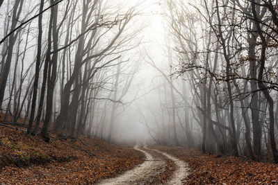 Mysterious misty autumn forest.  a path in the forest. fallen orange leaves.  fairy fog. 