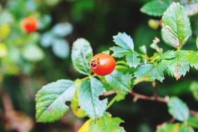 Close-up of red berries growing on tree