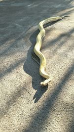 High angle view of snake on beach