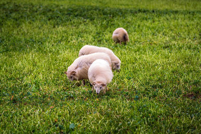 Sheep on grassy field