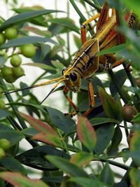 Close-up of insect on plant