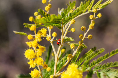 Close-up of butterfly pollinating on yellow flower