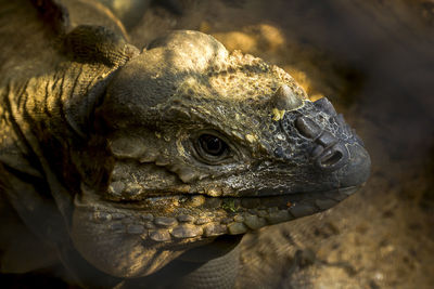 Rhinoceros iguana rare wildlife.