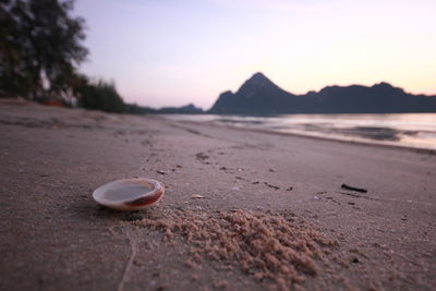 Surface level of shells on sand at beach against sky