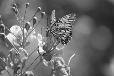 Close-up of butterfly pollinating on flower