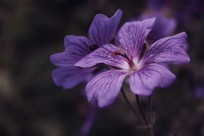 Close-up of purple flowers