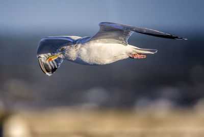 Gliding along in the air