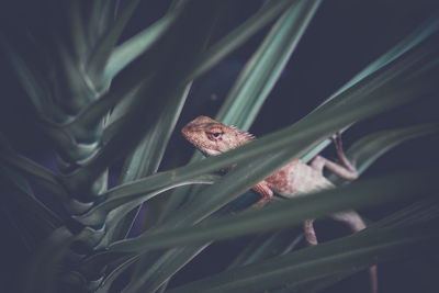 Little camelion in the garden