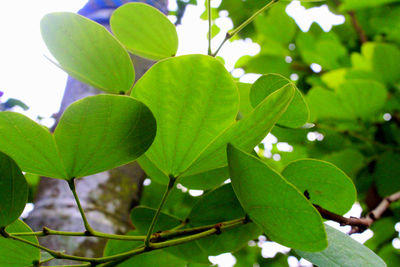 Close-up of leaves against blurred background