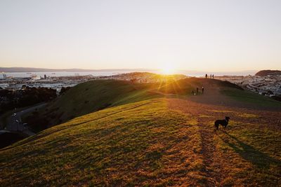 Silhouette dog on field against sky during sunset