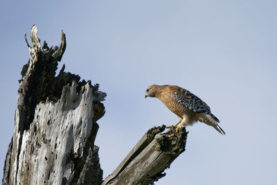Low angle view of eagle perching on tree against sky
