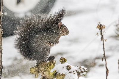 Close-up of squirrel in snow