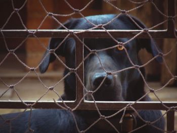 Close-up of horse in zoo