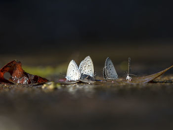 Close-up of a reptile on the ground