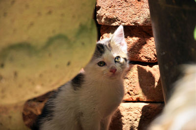 Close-up portrait of kitten