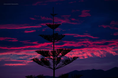 Silhouette plant against dramatic sky during sunset
