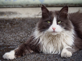 Portrait of cat relaxing outdoors