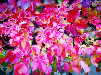 Close-up of pink flowers blooming on tree