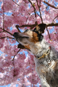 Close-up of a dog looking away