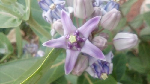 Close-up of flowers blooming outdoors