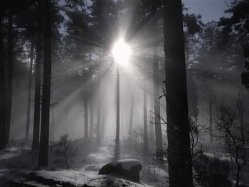 Sunlight streaming through trees in forest during winter