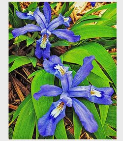 Close-up of purple flowers