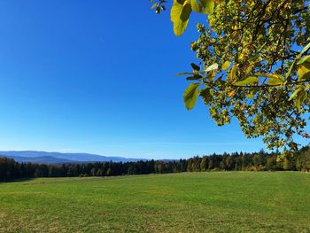 Scenic view of field against clear blue sky