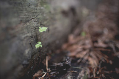 Close-up of lichen on tree trunk