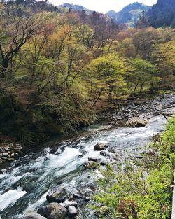 Scenic view of river flowing through forest