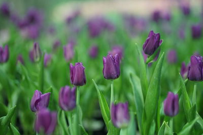 Close-up of purple flowering plants on field