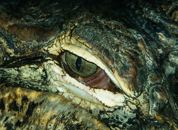 Close-up of crocodile eye