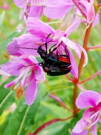 Close-up of insect on pink flowers