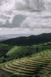 Rice terrace in northern thailand