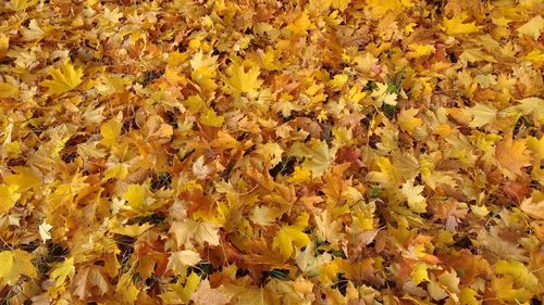 Full frame of leaves