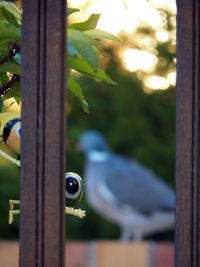 Close-up of bird perching on metal pole