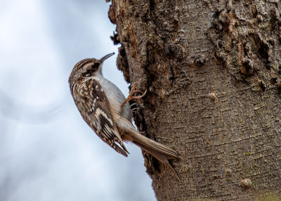 Close-up of bird perching on tree trunk