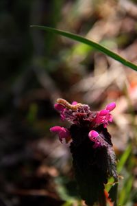 Close-up of pink flowering plant