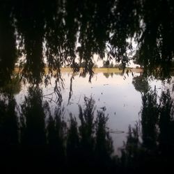 Reflection of trees in lake against sky