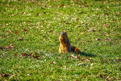 Squirrel on field