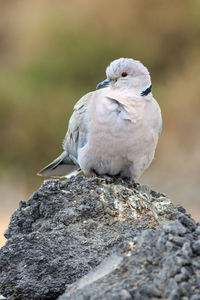 Close-up of bird perching on rock