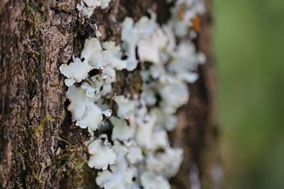 Close-up of mushrooms growing on tree trunk