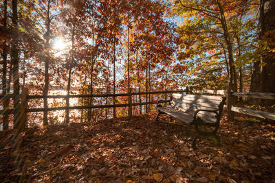 Trees in park during autumn