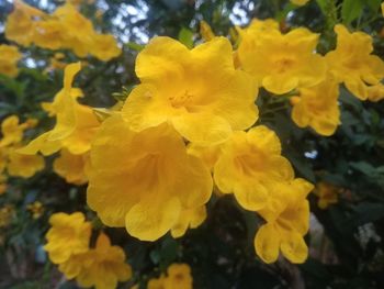 Close-up of yellow flowering plant