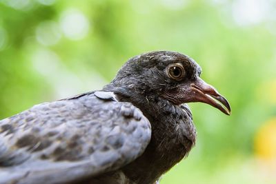 Close-up of a bird looking away